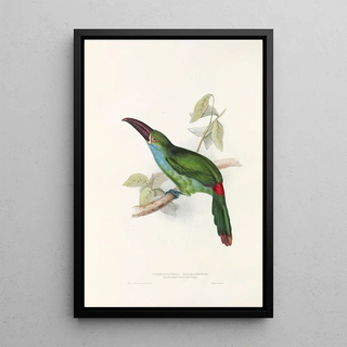 John Gould - A monograph of the Ramphastidae or family of toucans Pl33.webp