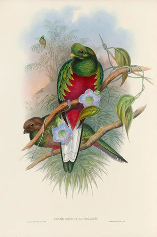 John Gould - A monograph of the Trogonidae or family of trogons Pl01.webp