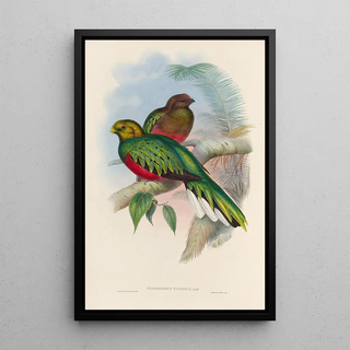 John Gould - A monograph of the Trogonidae or family of trogons Pl02.webp