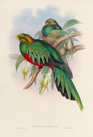 John Gould - A monograph of the Trogonidae or family of trogons Pl03.webp