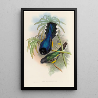 John Gould - A monograph of the Trogonidae or family of trogons Pl07.webp