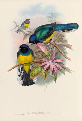 John Gould - A monograph of the Trogonidae or family of trogons Pl08.webp