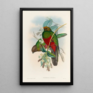 John Gould - A monograph of the Trogonidae or family of trogons Pl14.webp