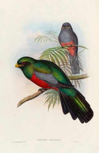 John Gould - A monograph of the Trogonidae or family of trogons Pl20.webp