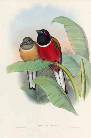 John Gould - A monograph of the Trogonidae or family of trogons Pl23.webp