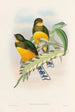 Eine Monographie der Trogonidae oder Familie der Trogons Pl25 - John Gould — Ansicht des Kunstwerks