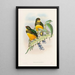 Eine Monographie der Trogonidae oder Familie der Trogons Pl25 - John Gould — gerahmtes Bild an der Wand
