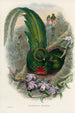 Une monografia dei Trogonidae o famiglia dei trogoni Pl27 - John Gould — vista dell’opera