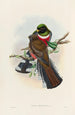 A monograph of the Trogonidae or family of trogons Pl28 - John Gould — artwork view