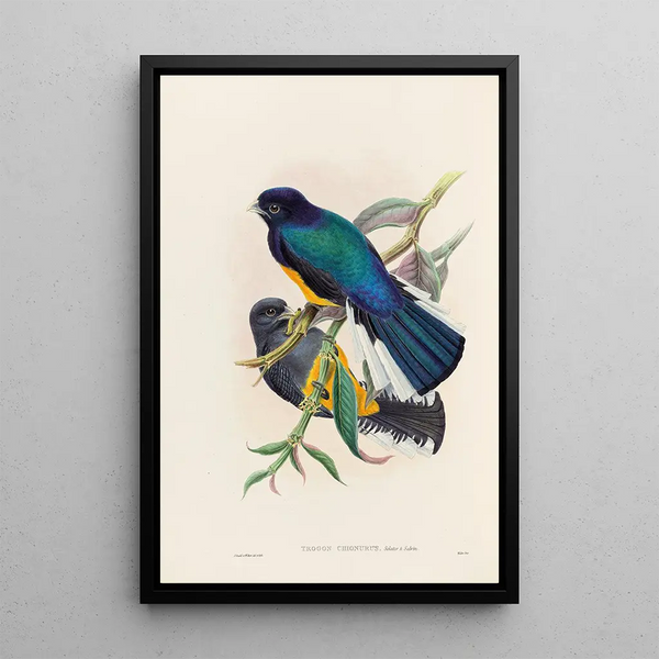 John Gould - A monograph of the Trogonidae or family of trogons Pl30.webp