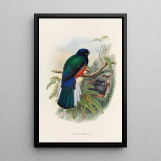 John Gould - A monograph of the Trogonidae or family of trogons Pl31.webp