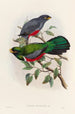 A monograph of the Trogonidae or family of trogons Pl33 - John Gould — artwork view