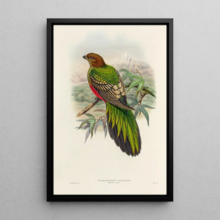 John Gould - A monograph of the Trogonidae or family of trogons Pl38.webp
