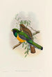 A monograph of the Trogonidae or family of trogons Pl40 - John Gould — artwork view