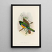 A monograph of the Trogonidae or family of trogons Pl40 - John Gould — framed artwork on a wall