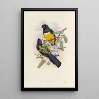 John Gould - A monograph of the Trogonidae or family of trogons Pl45.webp