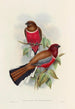 Eine Monographie der Trogonidae oder Familie der Trogons Pl47 - John Gould — Ansicht des Kunstwerks