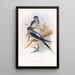 Hémiprocné barbu - John Gould — gerahmtes Bild an der Wand