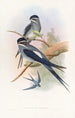 Hémiprocné barbu - John Gould — Ansicht des Kunstwerks