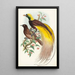 Oiseau de paradis Paradisea apoda - John Gould — gerahmtes Bild an der Wand