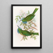 Nyctiornis à gorge bleue - John Gould — gerahmtes Bild an der Wand