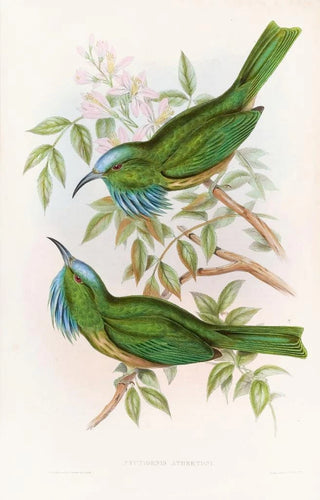 John Gould - Bluethroated Nyctiornis.webp
