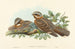 Engoulvent à collier roux - John Gould — artwork view