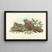 Engoulvent à collier roux - John Gould — framed artwork on a wall