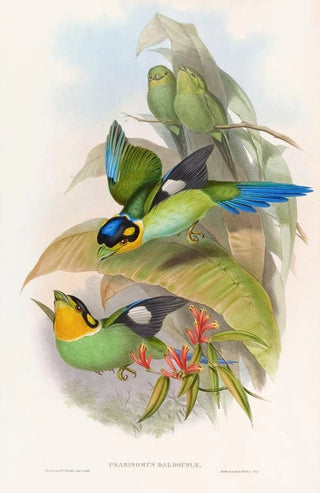 John Gould - Dalhousies Eurylaime.webp