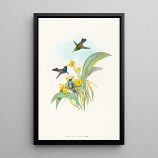 John Gould - Damophila amabilis.webp