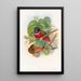 Trogon fascié - John Gould — framed artwork on a wall