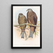 Milan de Govinda - John Gould — quadro incorniciato alla parete