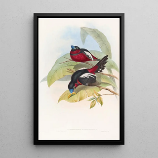 John Gould - Greatbilled Eurylaime.webp