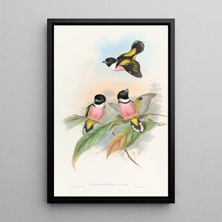 John Gould - Hooded Eurylaime.webp