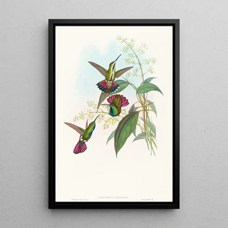 John Gould - Lampornis prevosti.webp