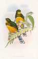 Trogon di Macklot - John Gould — vista dell’opera