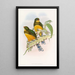 Trogon di Macklot - John Gould — quadro incorniciato alla parete