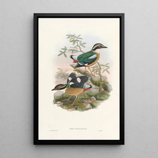 John Gould - Monograph of the Pittidae Pl01.webp