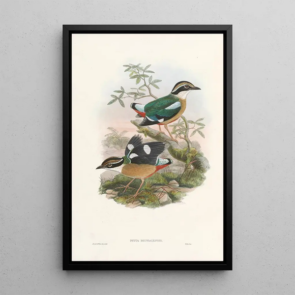 John Gould - Monograph of the Pittidae Pl01.webp