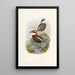 Monographie der Pittidae Pl03 - John Gould — gerahmtes Bild an der Wand