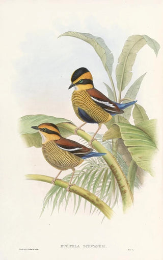 John Gould - Monograph of the Pittidae Pl04.webp