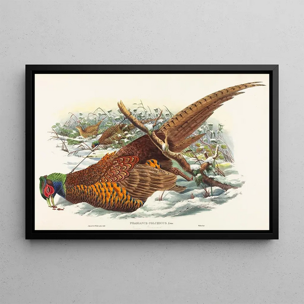 Phasianus colchicus - John Gould — quadro incorniciato alla parete