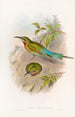 Guêpier des Philippines - John Gould — vista dell’opera