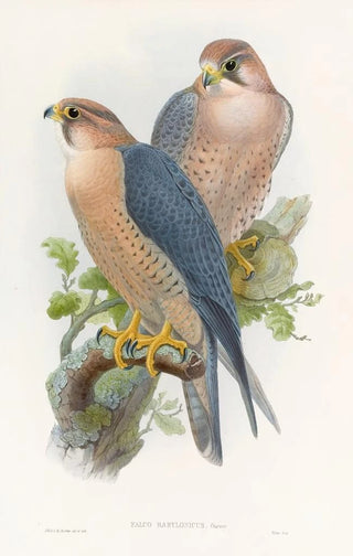 John Gould - Rednaped Falcon.webp