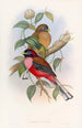 Trogon à poitrine rose - John Gould — Ansicht des Kunstwerks