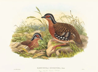 Perdreau di bambù con petto rosso - John Gould — vista dell’opera