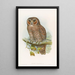 Eulenkopf - John Gould — gerahmtes Bild an der Wand