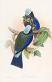 Rollier de Temminck - John Gould — vista dell’opera