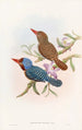 Martin-Pêcheur von Tenasserim - John Gould — Ansicht des Kunstwerks