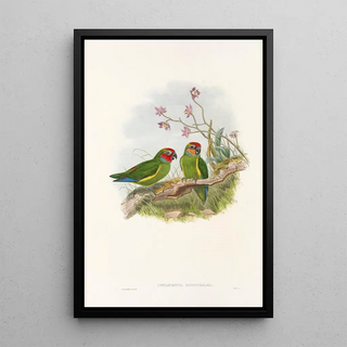 John Gould - The Birds of New Guinea and the adjacent Papuan islands Pl03.webp